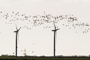 20181020-XTPH8154-2 birds and windmills I Southern Denmark