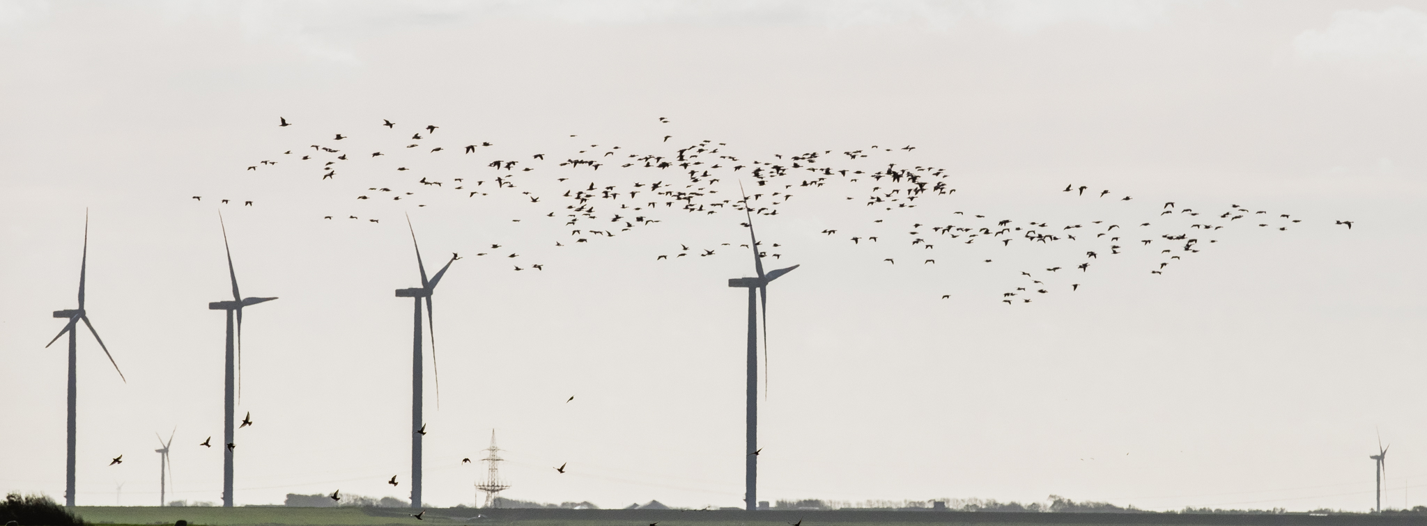 20181020-XTPH8154 Birds and windmills
